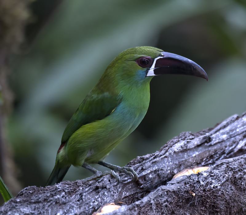 Crimson-rumped_Toucanet_18_Ecuador_106