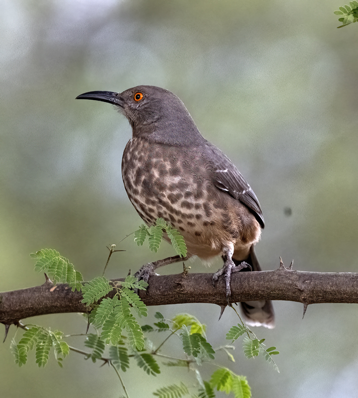Curve-billed_Thrasher_22_TX_031