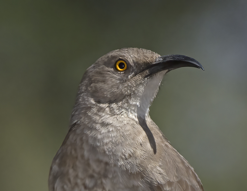 Curved_billed_Thrasher_15_AZ_026