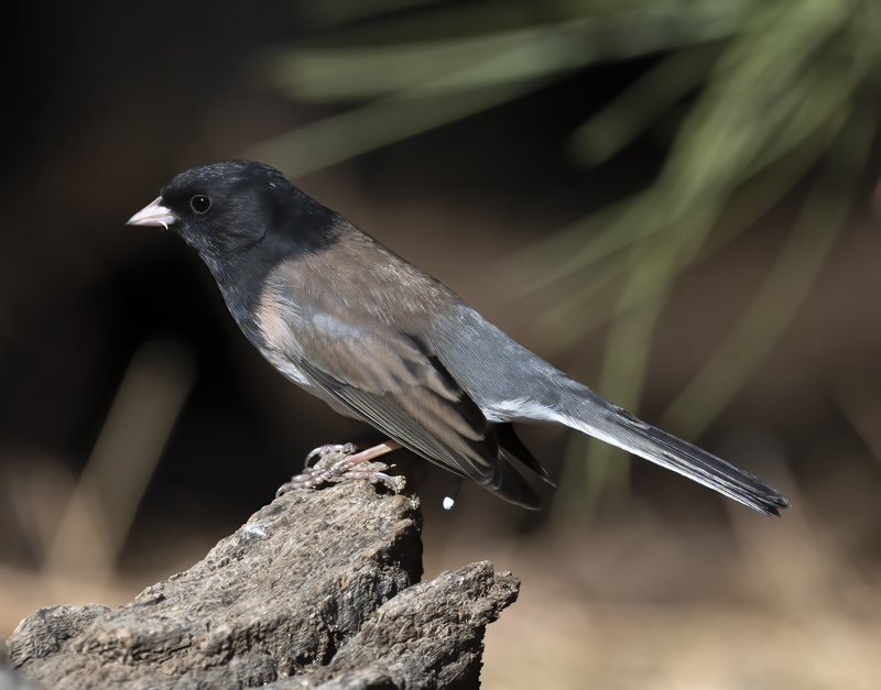 Dark-eyed_Junco_21_CA_006
