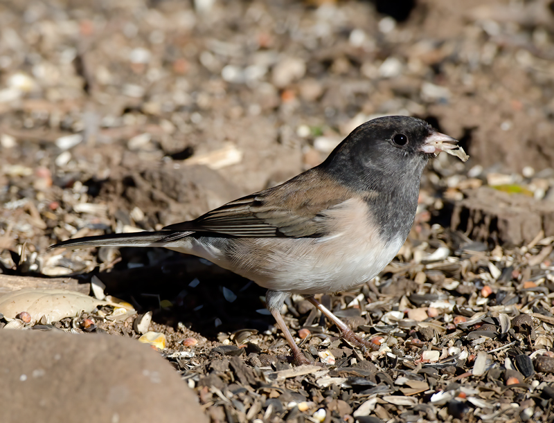 Dark_eyed_Junco_12_CA_023