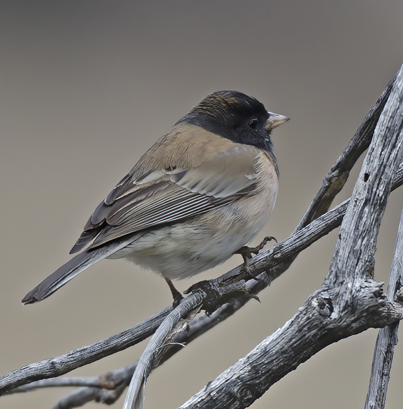 Dark_eyed_Junco_14_CA_005