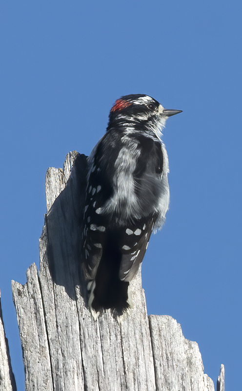 Downy_Woodpecker_15_MI_006