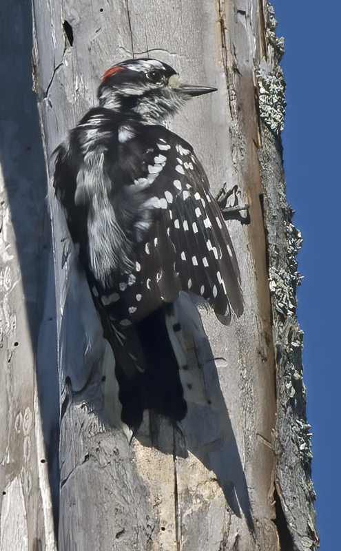 Downy_Woodpecker_15_MI_010