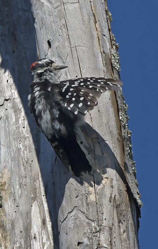 Downy_Woodpecker_15_MI_019