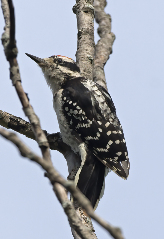 Downy_Woodpecker_15_MI_031