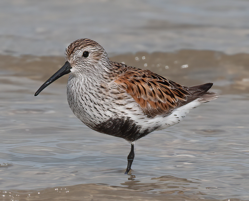 Dunlin_09_FL_009