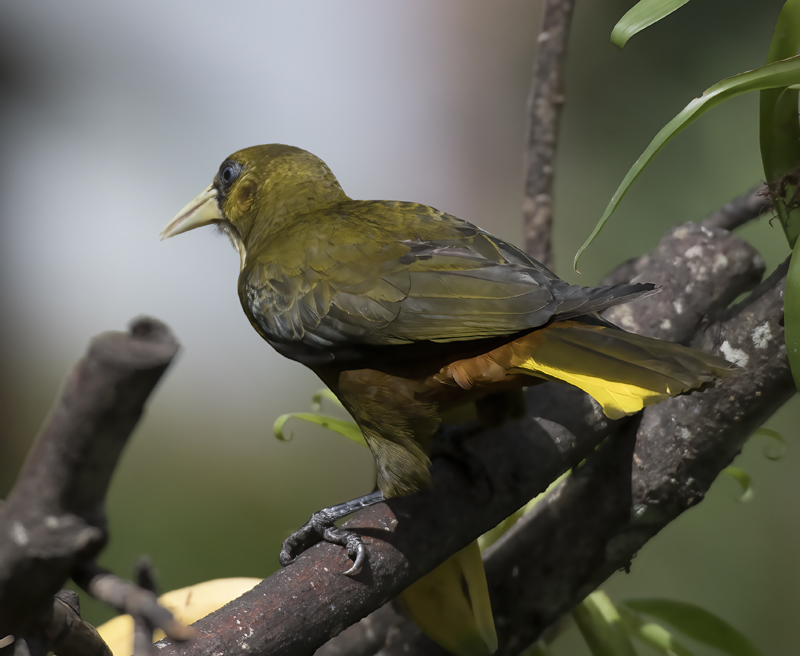 Dusky_green_Oropendola_17_Peru_015