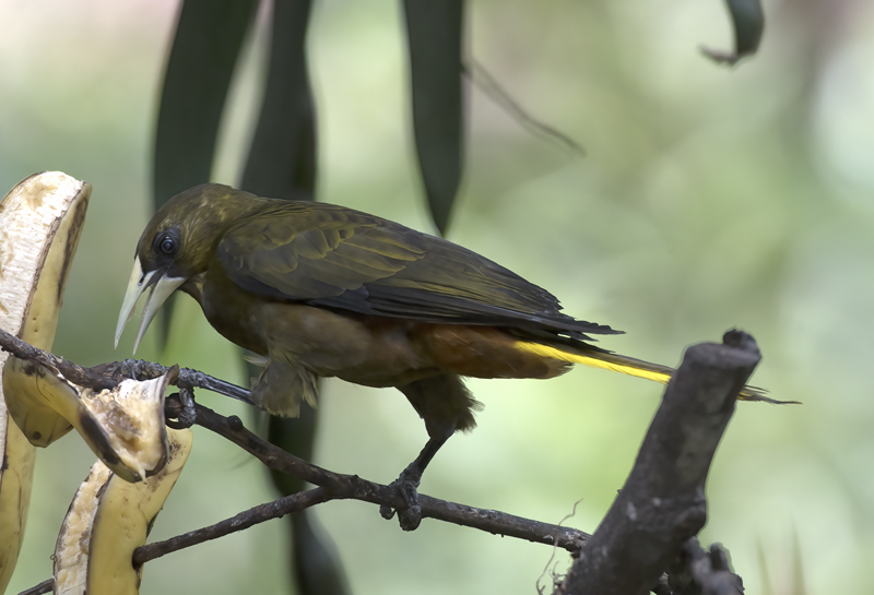 Dusky_green_Oropendola_17_Peru_046