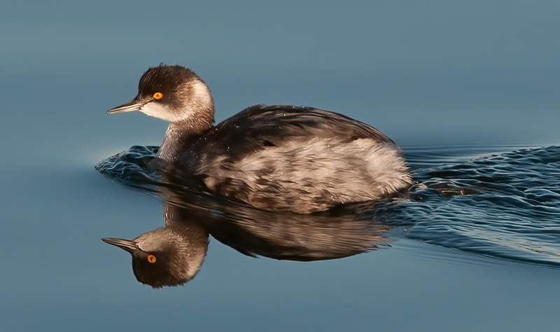 Eared_Grebe_10_CA_006