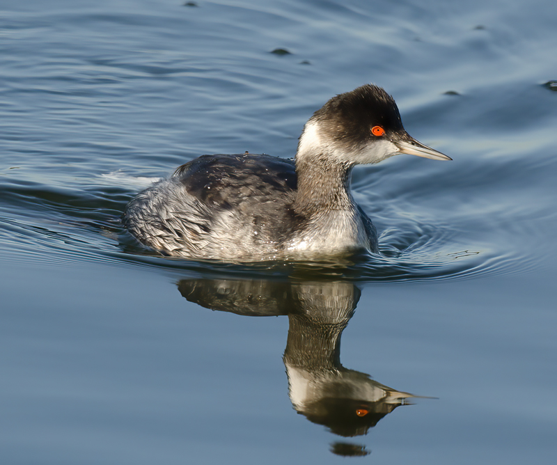 Eared_Grebe_10_CA_009