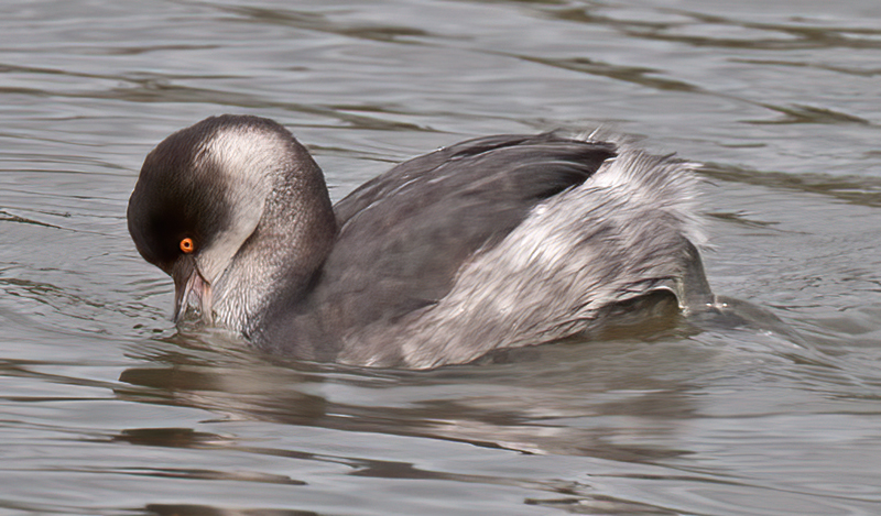 Eared_Grebe_10_CA_019