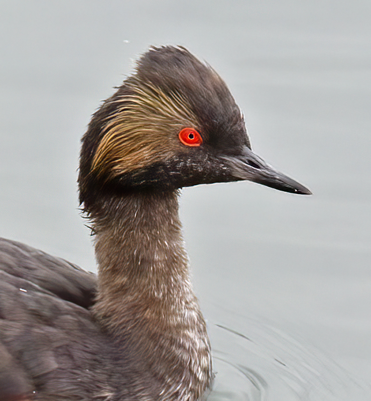 Eared_Grebe_12_CA_061