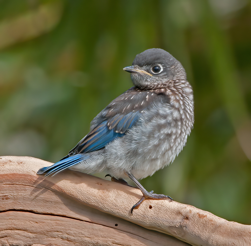 Eastern_Bluebird_11_FL_593