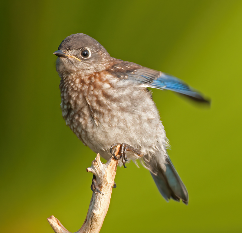 Eastern_Bluebird_11_FL_751