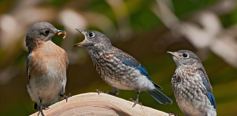 Eastern_Bluebird_11_FL_782