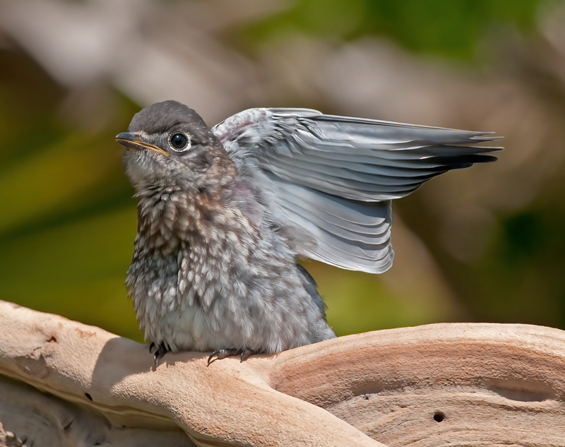 Eastern_Bluebird_11_FL_785