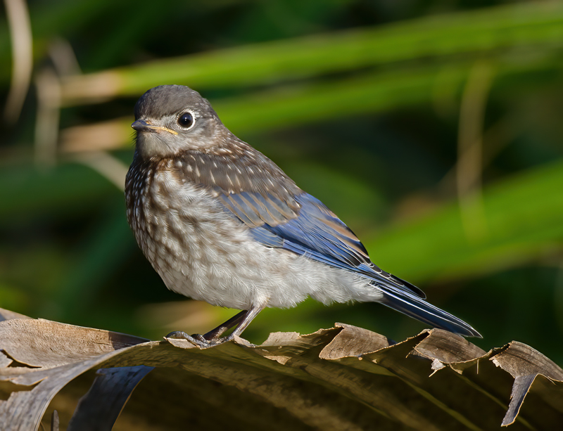 Eastern_Bluebird_11_FL_860