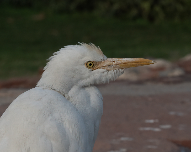 Eastern_Cattle-Egret_25_India_003
