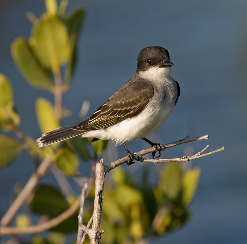 Eastern_Kingbird_08_FL_002