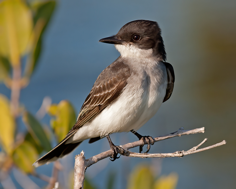 Eastern_Kingbird_08_FL_003