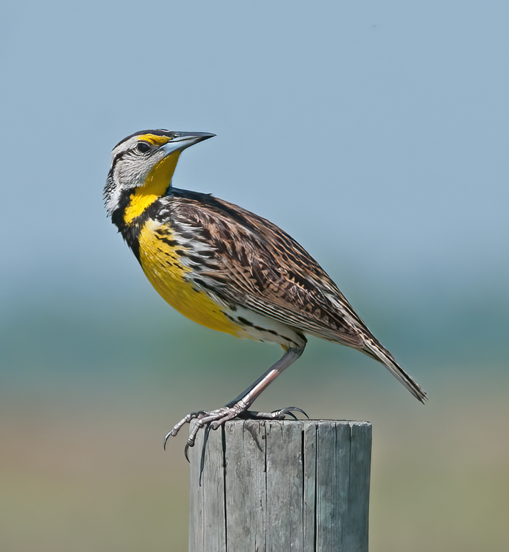 Eastern_Meadowlark_11_FL_079