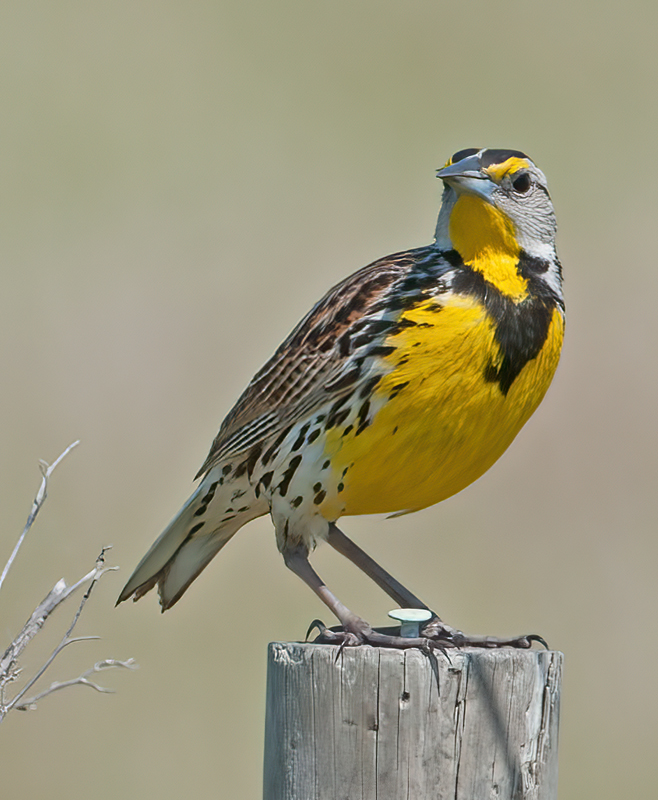 Eastern_Meadowlark_11_FL_094