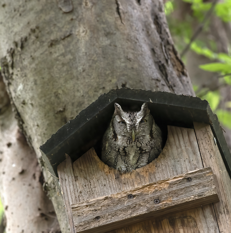 Eastern_Screech_Owl_19_TX_020