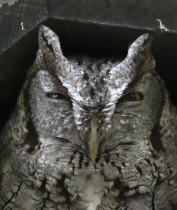Eastern_Screech_Owl_19_TX_032
