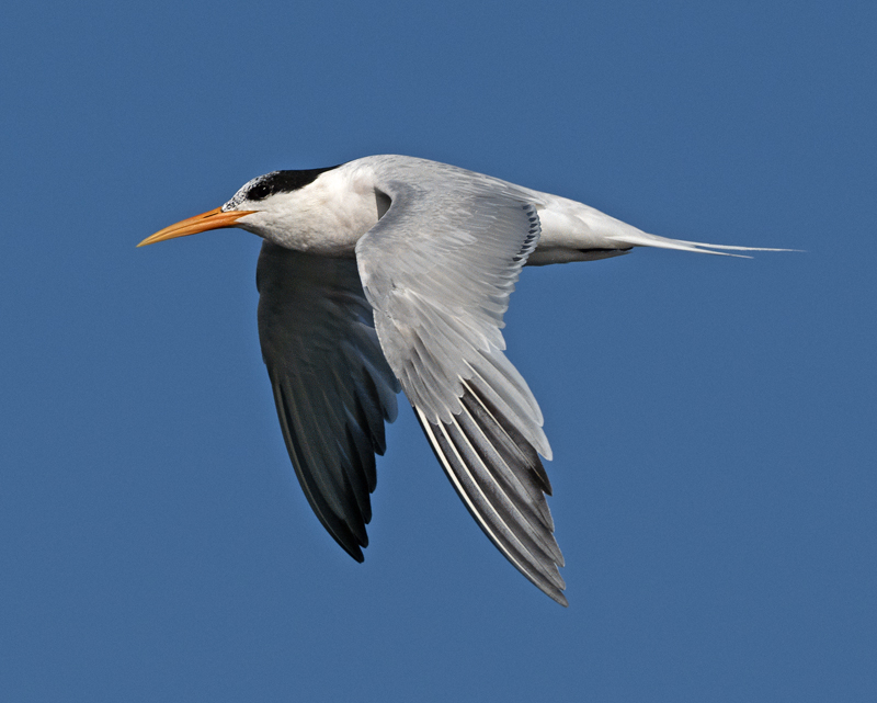 Elegant_Tern_23_CA_C_007