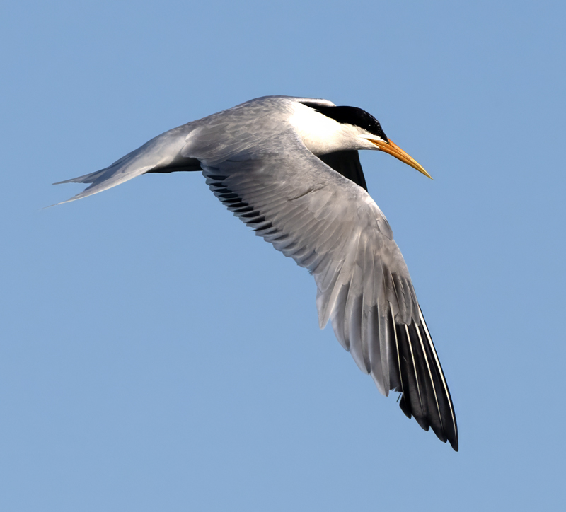 Elegant_Tern_23_CA_C_011