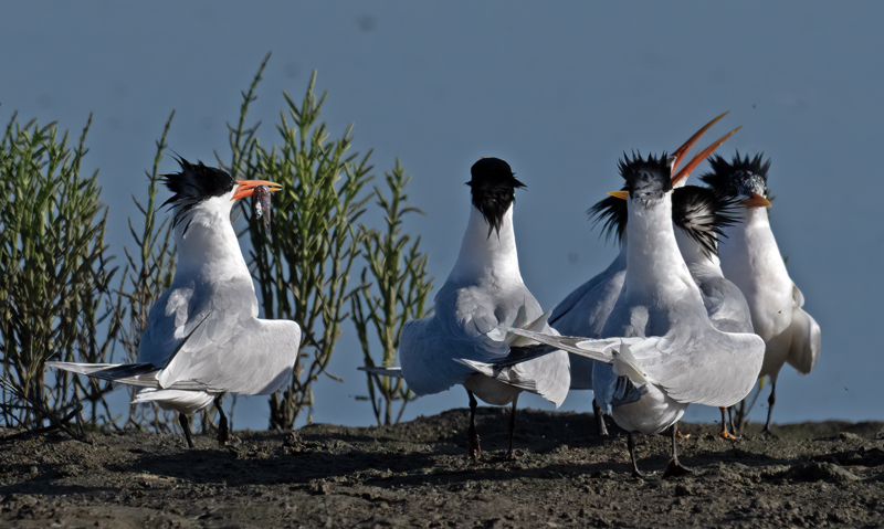 Elegant_Tern_23_CA_L_626