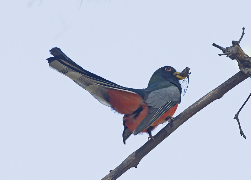 Elegant_Trogon_15_AZ_009