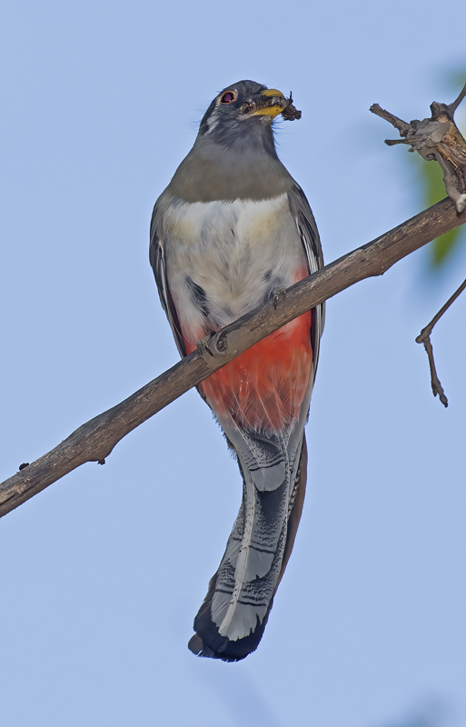 Elegant_Trogon_15_AZ_042