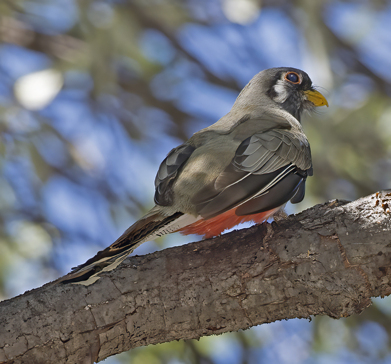 Elegant_Trogon_15_AZ_046