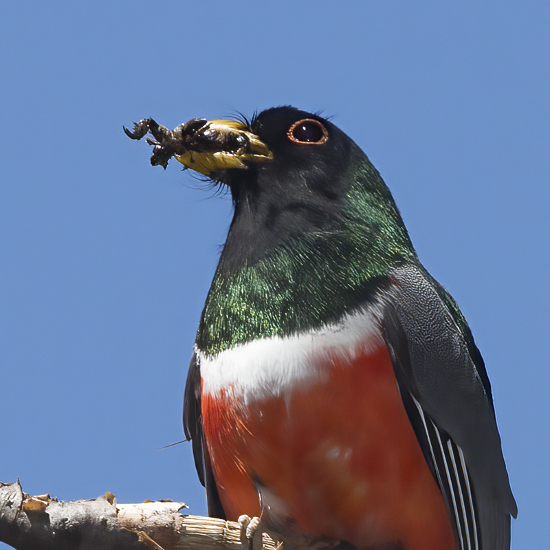 Elegant_Trogon_15_AZ_060
