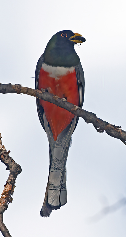 Elegant_Trogon_15_AZ_123