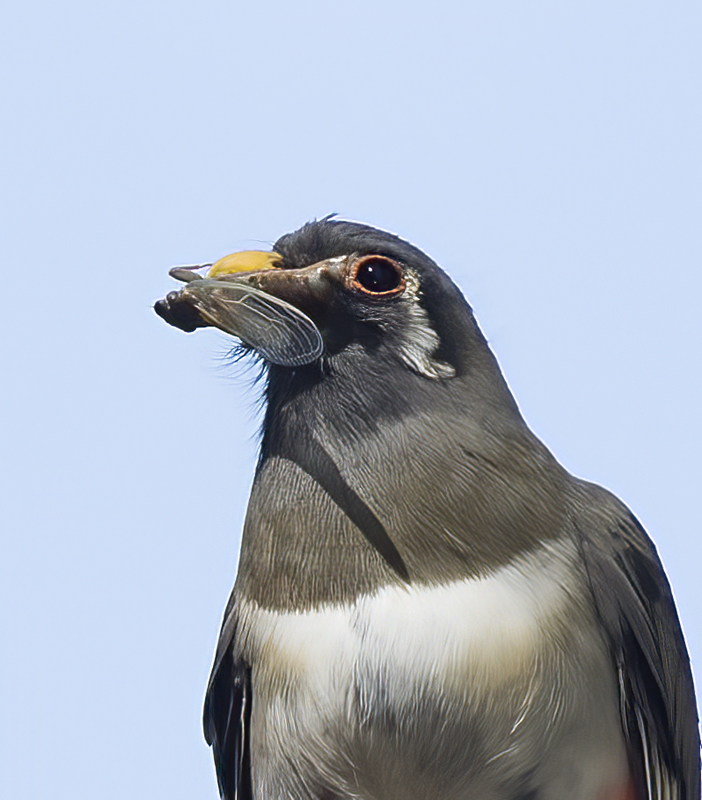 Elegant_Trogon_15_AZ_132