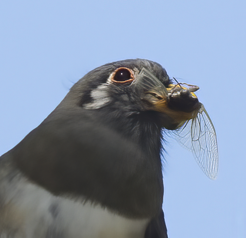 Elegant_Trogon_15_AZ_140