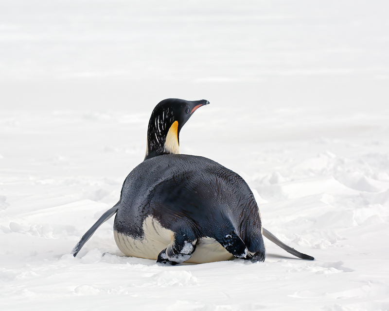 Emporer_Penguin_07_Antarctica_018