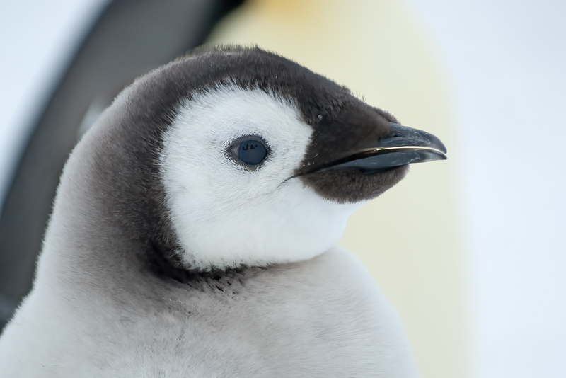 Emporer_Penguin_07_Antarctica_136