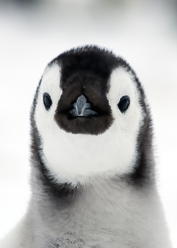 Emporer_Penguin_07_Antarctica_168