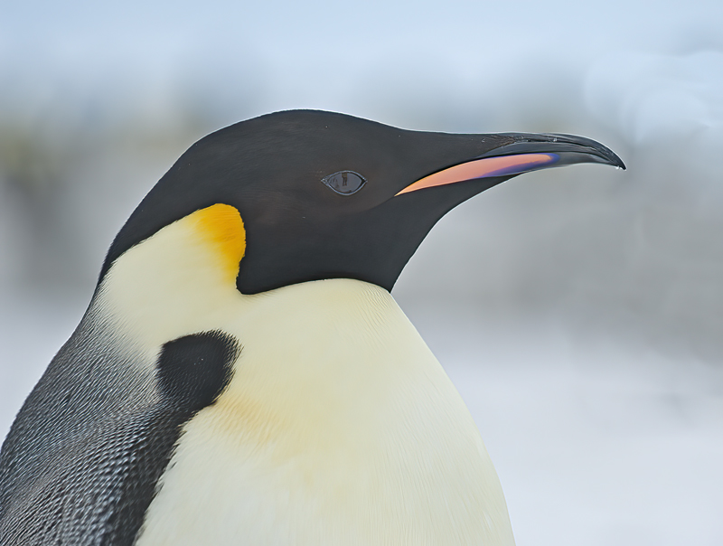 Emporer_Penguin_07_Antarctica_338