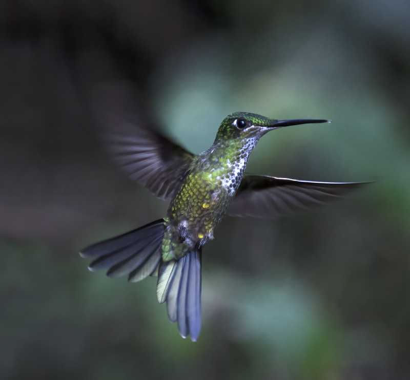 Empress_Brilliant_18_Ecuador_002