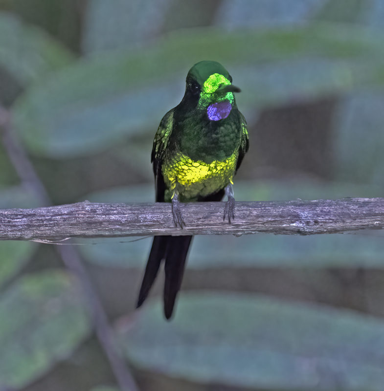 Empress_Brilliant_18_Ecuador_004