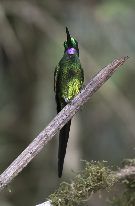 Empress_Brilliant_18_Ecuador_024