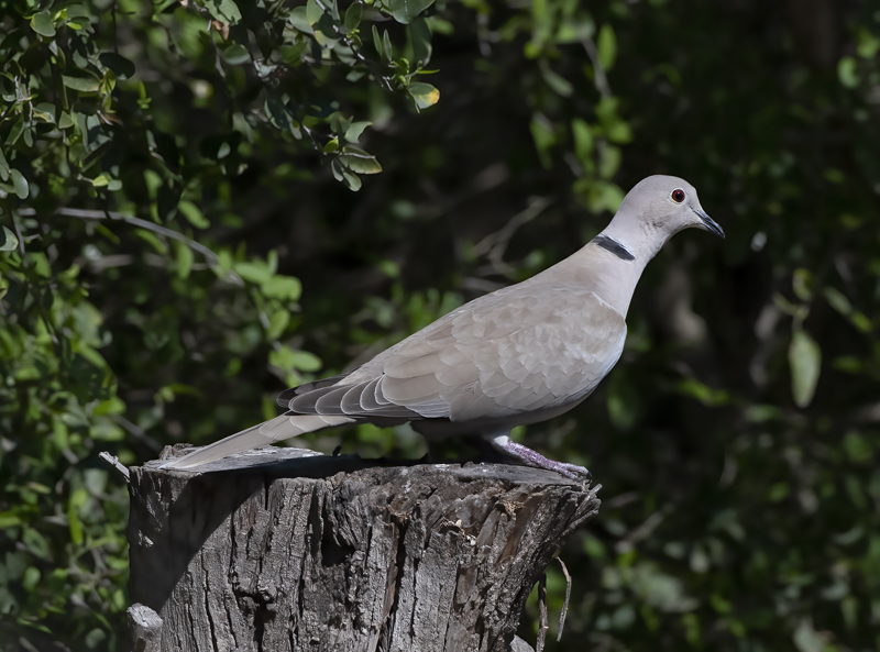 Eurasian_Collared-Dove_19_TX_004