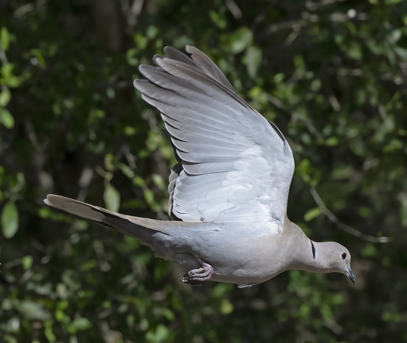 Eurasian_Collared-Dove_19_TX_005