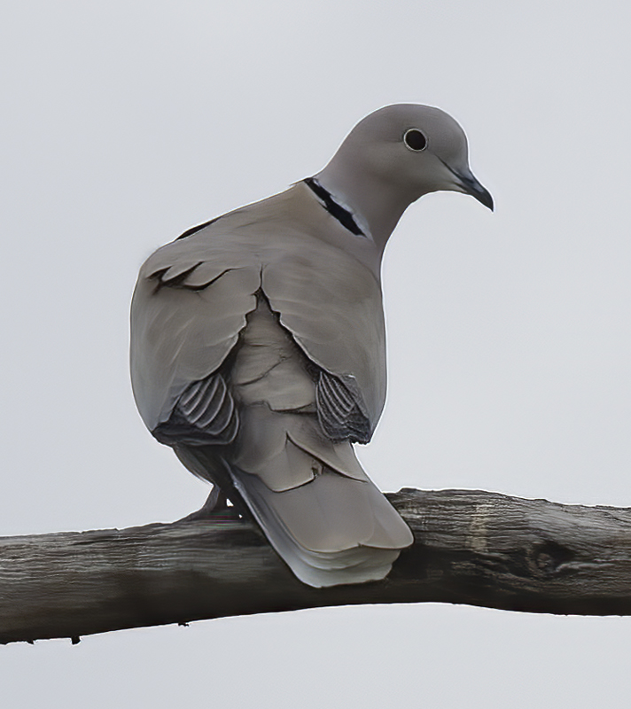 Eurasian_Collared_Dove_11_FL_001