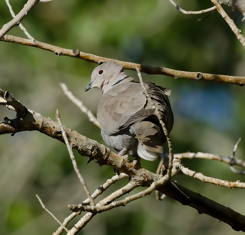 Eurasian_Collared_Dove_13_CA_003